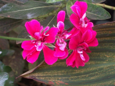 Pink Flowerの写真素材