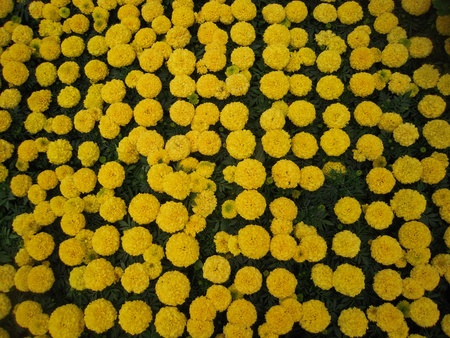 Yellow Flowersの写真素材