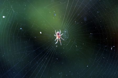 Spiderweb with spiderの写真素材