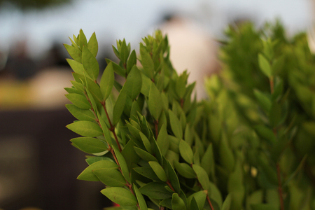 Myrtle Branches for Sukkotの写真素材