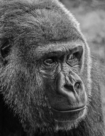 Gorilla