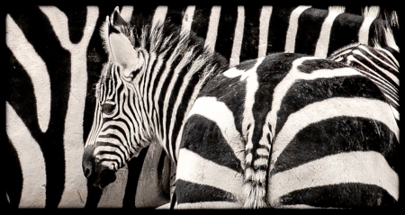 Zebraの写真素材