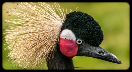 Craneの写真素材