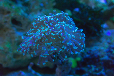 Sea anemone in aquarium