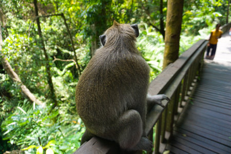 An adorable macaque monkey having a good time on a bench, while posing for the camera in the sacred...