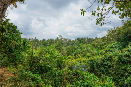 Lush undergrowth jungle vegetation in the dense rainforest of, Bali, Indonesiaの写真素材