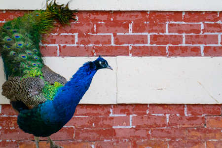 Blue Peacock Posing for photoの写真素材
