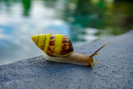 A yellow snail passing the time near pool in paradise island Bali, Indonesia.の写真素材