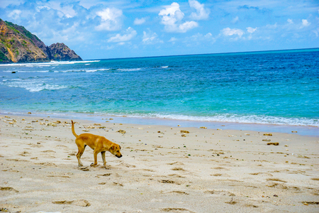 Beautiful scene on best desert beach with white sand, clear water on ocean bay Mawun in tropical island Lombok. Boundless tropic beach with no people in lost paradise. Travel and vacation in Indonesiaの写真素材