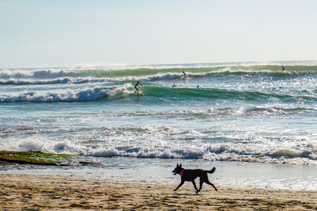 Running stray dogs on the beach and surfers on the wavesの写真素材
