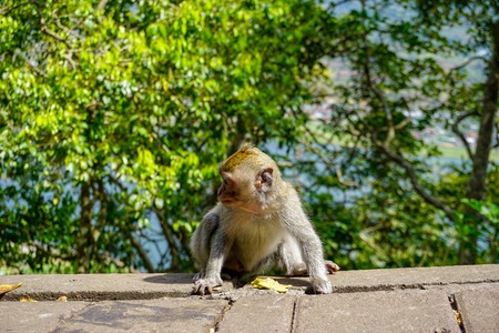 Adorable little baby macaque monkey by the road. Ubud, Bali, Indonesiaの写真素材