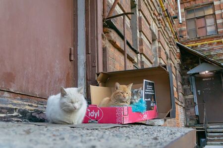 MOSCOW, RUSSIA - APRIL 04, 2019: Cute stray cats sleeping in a box on the streetの写真素材