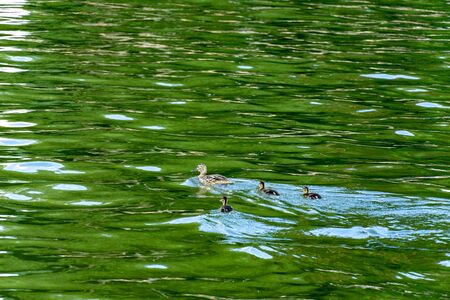 brown and beige Muscovy ducklings swimming in water, one with its head under the surface looking for something to eat on a bright sunny early morningの写真素材