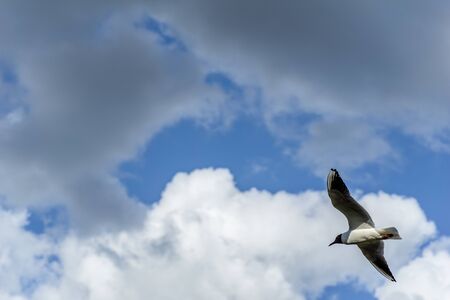 seagull in flying action with full wings spanned over blue skiesの写真素材