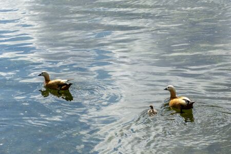 brown and beige Muscovy ducklings swimming in water, one with its head under the surface looking for something to eat on a bright sunny early morningの写真素材