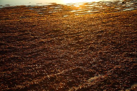 Golden colour on the beach caused by the rising sun in Pemba Mozambiqueの写真素材