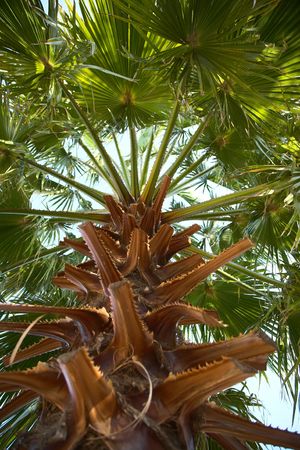 Palm tree viewed from belowの写真素材