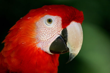 portait of a red macaw, head only