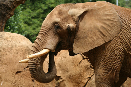 elephant three quarter view standing next to a rock under a tree, textureの写真素材
