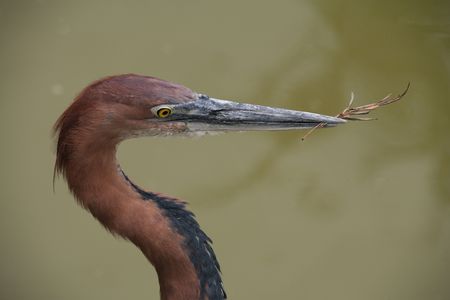 giant heron bird from africa with a twig in his beakの写真素材
