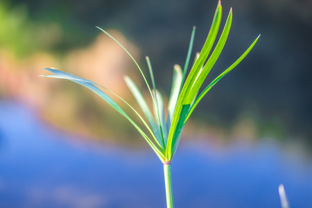 A close up of a plant leaves for a stunning photo