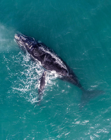 A whale caught just off the coastの写真素材