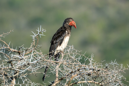 A Grey Hornbil sitting on a thorn treeの写真素材