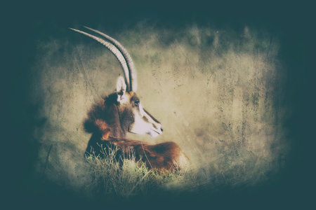A sable lying in the grass with a nice effect
