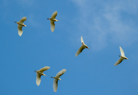 A flock of birds flying around on a sunny dayの写真素材
