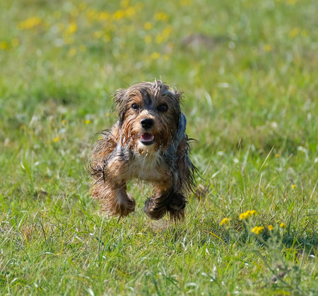 A puppy running on the grass while wet