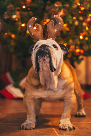 Bulldog dog disguised to receive christmas. Bulldog ready to greet christmasの写真素材