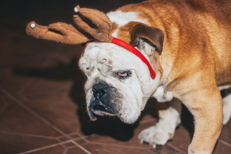 angry bulldog with reindeer earsの写真素材