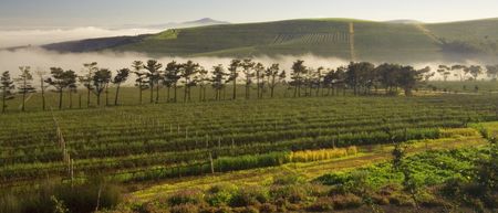 Morning mistの写真素材