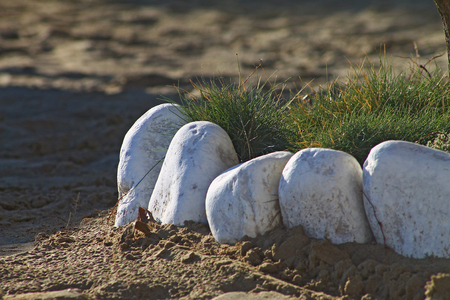 White stones flowerbed on a sandy shoreの写真素材
