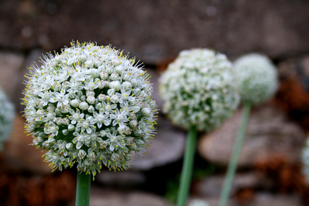 Three onion flowers on a dark stones wallの写真素材