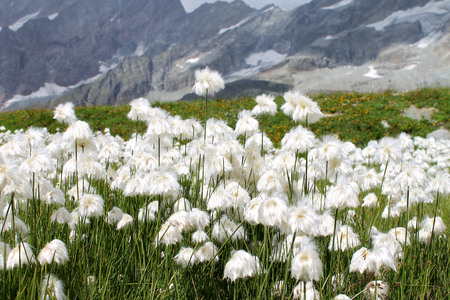 Cottongrass Eriophorum flowers in the Italian Alpsの写真素材