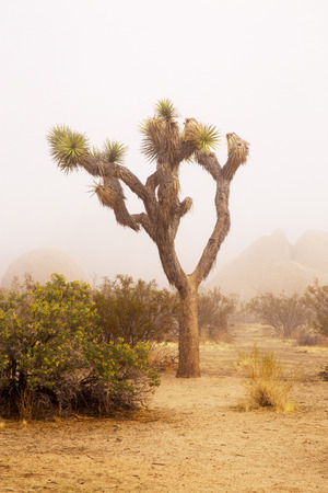 Joshua tree in the fog at Joshua Tree National Park.の写真素材