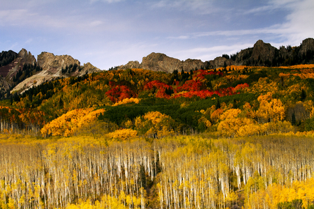 Aspens on Kebler Pass, Coloradoの写真素材