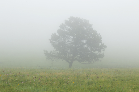 Tree in the Fog at Custer State Park in South Dakotaの写真素材