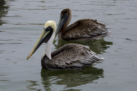 Brown Pelicans at the Marinaの写真素材