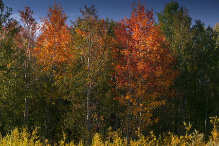 Colorful Fall Trees in Grand Teton National Park, Wyomingの写真素材