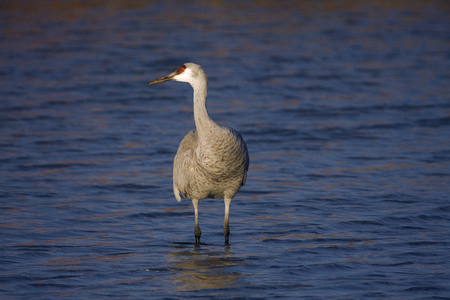 Sandhill Crane at the Bosque Del Apache National Wildlife Refugeの写真素材