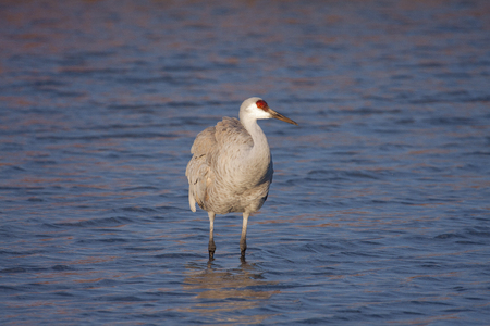 Sandhill Crane at the Bosque Del Apache National Wildlife Refugeの写真素材