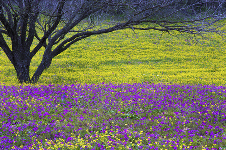 Texas Hill Country in Colorful Spring Bloomの写真素材