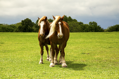 Draft Horses on Mach Road on the Bluebonnet Trail Near Ennis, Texasの写真素材