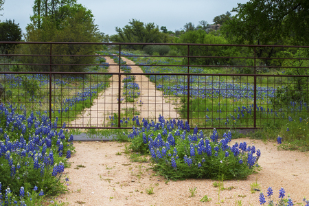 Gated Road Full of Bluebonnets Near Willow City Loop in Texas Hill Countryの写真素材