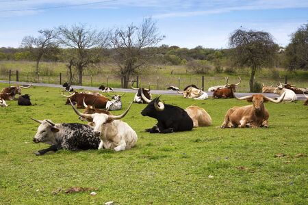 Longhorn Cattle Resting in a Green Pastureの写真素材