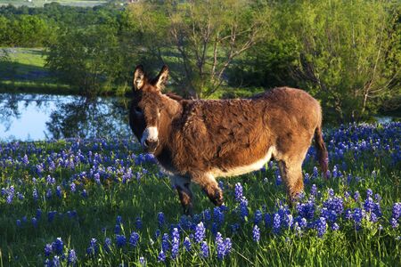 Donkey in a Field of Bluebonnets Near Ennis, Texasの写真素材