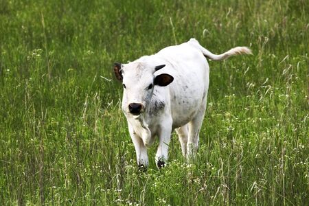 Texas Longhorn Calf in the Meadow in the Wichita Mountain Wildlife Refugeの写真素材