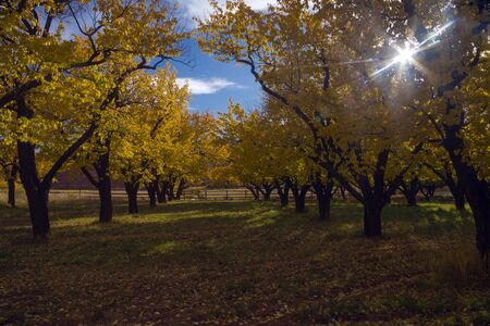 Fall Colors in the Orchards at Capital Reef, Fruita District, Utah.の写真素材